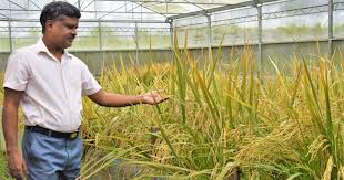 Bangladesh lags behind as locally grown Golden Rice debuts in Philippines