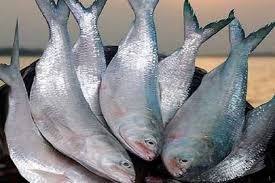 Now, China wants 1,000 tonnes of hilsa