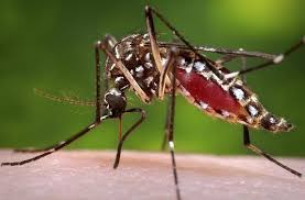 3 more dengue deaths, 425 fresh cases recorded in 24 hrs